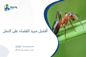 أفضل مبيد للقضاء على النمل