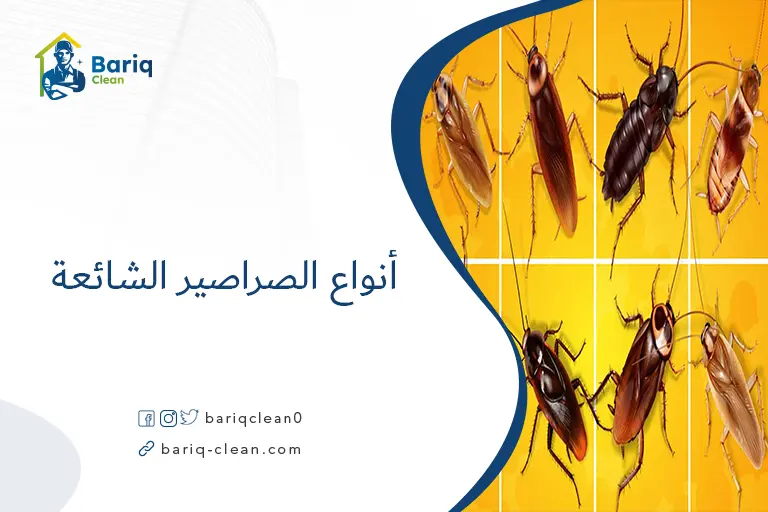 أنواع الصراصير الشائعة
