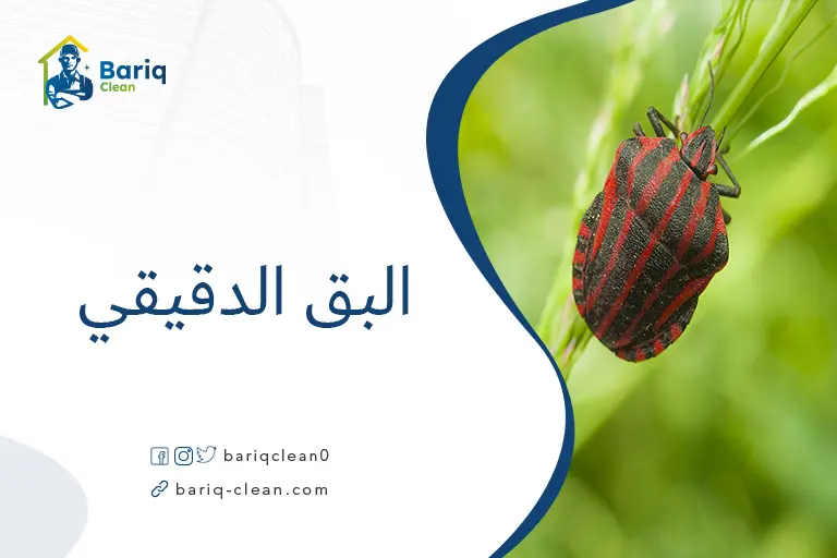 البق الدقيقي
