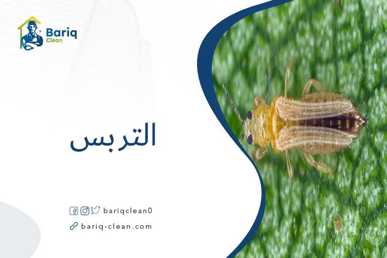 التربس