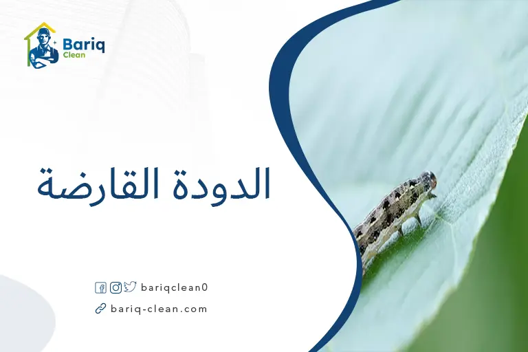 الدودة القارضة