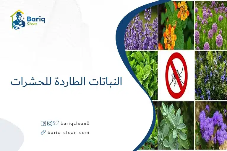 النباتات الطاردة للحشرات