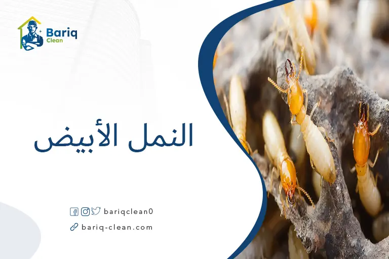 النمل الأبيض