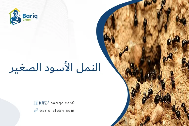 النمل الأسود الصغير