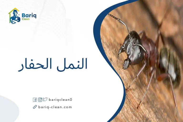 النمل الحفار
