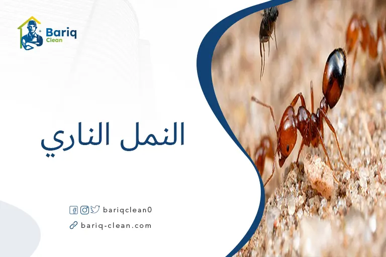 النمل الناري