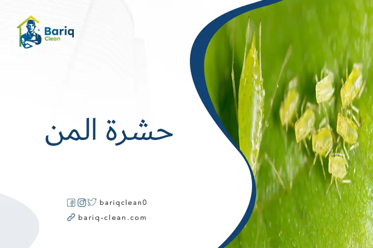 حشرة المن