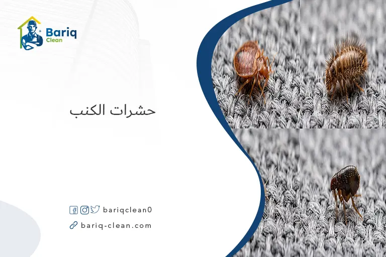 صورة مقربة لمجموعة متنوعة من الحشرات الصغيرة المحتمل وجودها في الكنب مثل بق الفراش وخنفساء السجاد.