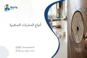 حشرات منزلية مختلفة مثل النمل والصراصير في أماكن متفرقة من المنزل.