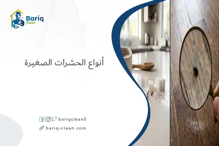 حشرات منزلية مختلفة مثل النمل والصراصير في أماكن متفرقة من المنزل.
