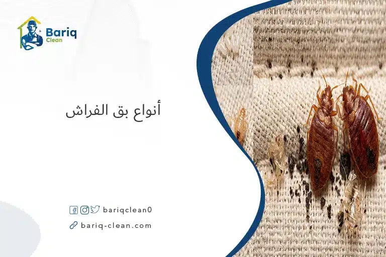 كولاج مجهري يوضح دورة حياة بق الفراش الكاملة من البيضة والحورية إلى الحشرة البالغة، ومقارنة بين شكلها قبل وبعد امتصاص الدم على نسيج مرتبة.
